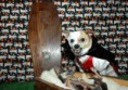 /album/con-ganas-de-reirte-xd/perro-dracula-jpg/